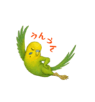 ポーズキメキメインコのごあいさつ（個別スタンプ：10）
