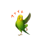 ポーズキメキメインコのごあいさつ（個別スタンプ：11）