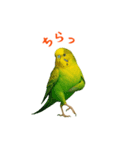 ポーズキメキメインコのごあいさつ（個別スタンプ：12）