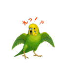 ポーズキメキメインコのごあいさつ（個別スタンプ：13）