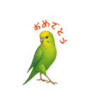 ポーズキメキメインコのごあいさつ（個別スタンプ：14）