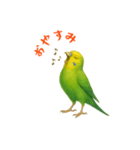 ポーズキメキメインコのごあいさつ（個別スタンプ：15）