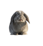 うさぎ J 2（個別スタンプ：3）