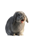 うさぎ J 2（個別スタンプ：4）