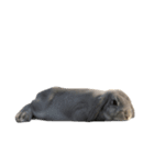 うさぎ J 2（個別スタンプ：5）