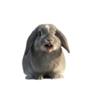 うさぎ J 2（個別スタンプ：6）