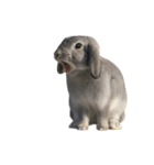 うさぎ J 2（個別スタンプ：7）