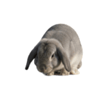 うさぎ J 2（個別スタンプ：8）