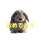 うさぎ J 2（個別スタンプ：13）