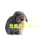 うさぎ J 2（個別スタンプ：14）