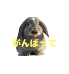 うさぎ J 2（個別スタンプ：15）