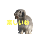 うさぎ J 2（個別スタンプ：16）