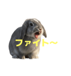 うさぎ J 2（個別スタンプ：17）