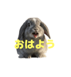 うさぎ J 2（個別スタンプ：18）