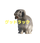 うさぎ J 2（個別スタンプ：19）
