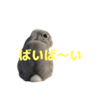 うさぎ J 2（個別スタンプ：20）