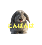 うさぎ J 2（個別スタンプ：21）