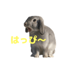 うさぎ J 2（個別スタンプ：22）
