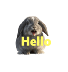 うさぎ J 2（個別スタンプ：23）