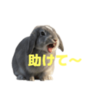 うさぎ J 2（個別スタンプ：24）