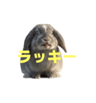 うさぎ J 2（個別スタンプ：27）
