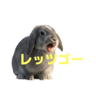 うさぎ J 2（個別スタンプ：28）