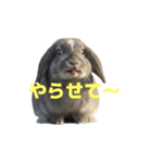 うさぎ J 2（個別スタンプ：29）