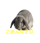 うさぎ J 2（個別スタンプ：33）