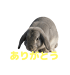 うさぎ J 2（個別スタンプ：35）