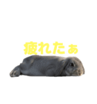 うさぎ J 2（個別スタンプ：38）