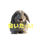 うさぎ J 2（個別スタンプ：40）
