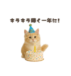 ネコのずっと使える誕生日＆お祝い♪（個別スタンプ：24）