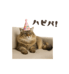 ネコのずっと使える誕生日＆お祝い♪（個別スタンプ：31）