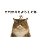 ネコのずっと使える誕生日＆お祝い♪（個別スタンプ：32）