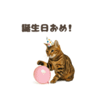 ネコのずっと使える誕生日＆お祝い♪（個別スタンプ：38）