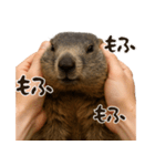 キュートアグレッション耐久マーモット（個別スタンプ：1）