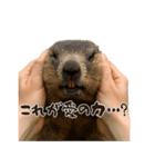 キュートアグレッション耐久マーモット（個別スタンプ：2）