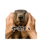 キュートアグレッション耐久マーモット（個別スタンプ：3）