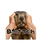 キュートアグレッション耐久マーモット（個別スタンプ：4）