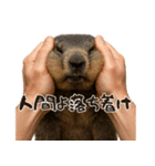 キュートアグレッション耐久マーモット（個別スタンプ：5）