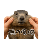 キュートアグレッション耐久マーモット（個別スタンプ：8）
