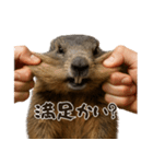 キュートアグレッション耐久マーモット（個別スタンプ：11）