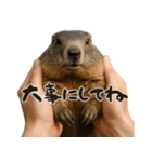 キュートアグレッション耐久マーモット（個別スタンプ：12）