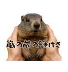 キュートアグレッション耐久マーモット（個別スタンプ：13）