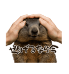 キュートアグレッション耐久マーモット（個別スタンプ：14）