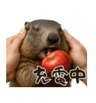 キュートアグレッション耐久マーモット（個別スタンプ：15）