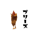 THEトリ（個別スタンプ：5）