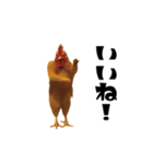 THEトリ（個別スタンプ：7）