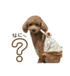 うちの親子いっぬ（個別スタンプ：6）