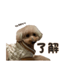 うちの親子いっぬ（個別スタンプ：10）